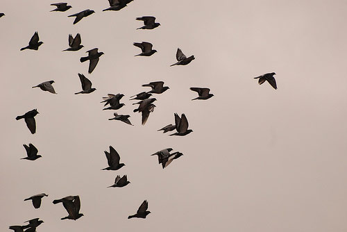 Meetamattician: alma para lo disperso y lo diverso.