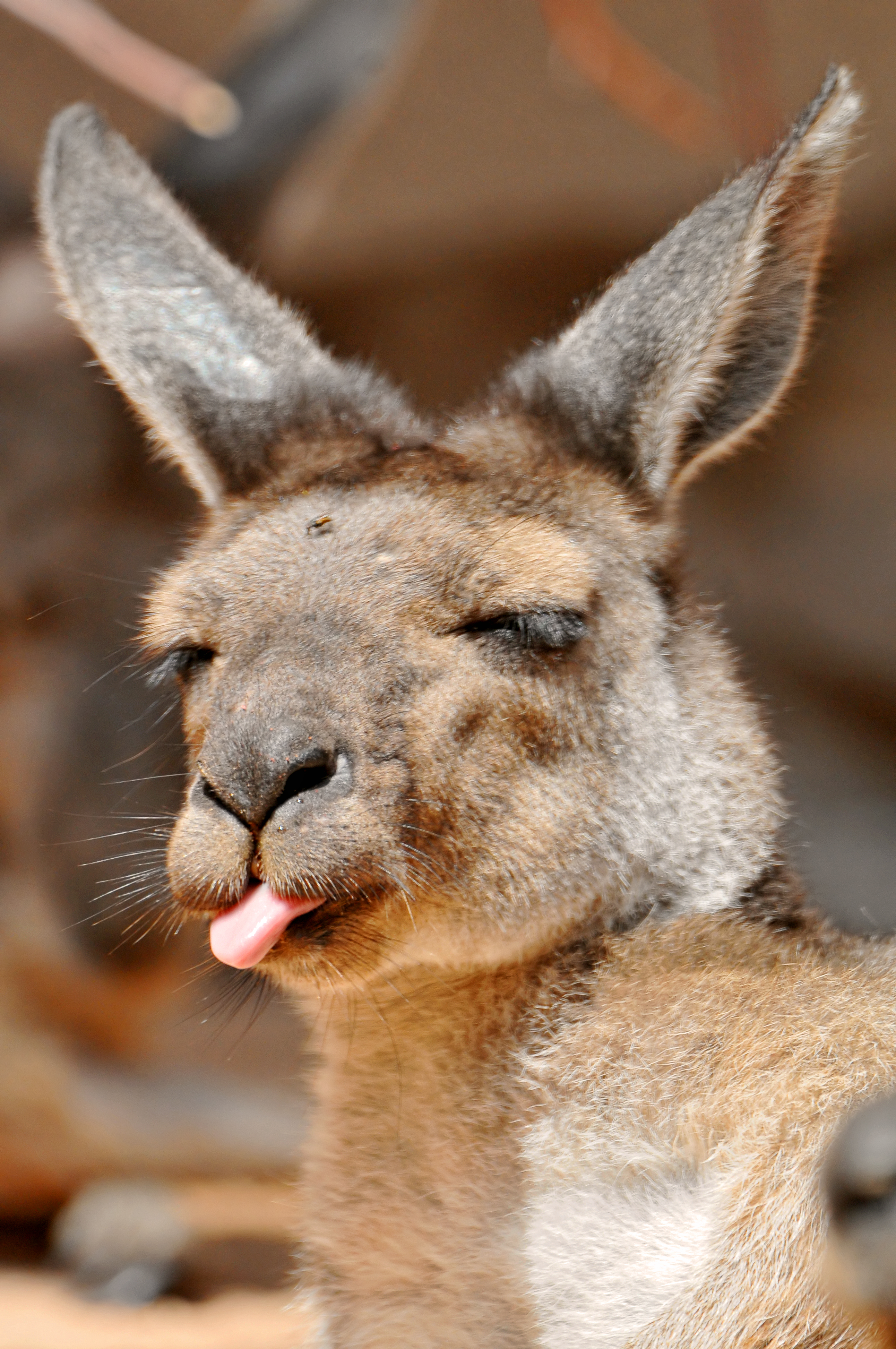 "Rude kangaroo!" by Tambako the Jaguar is licensed under CC BY-ND 2.0.